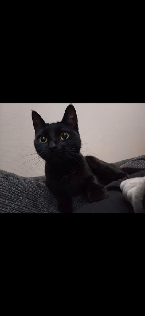 2 hele mooie en lieve poesen opzoek naar een gouden mandje, Dieren en Toebehoren, Katten en Kittens | Raskatten | Langhaar, Poes