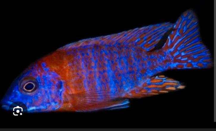 Malawi vrouwen te koop,Aulonocara rubescens
Sciaenochromis, Dieren en Toebehoren, Vissen | Aquaria en Toebehoren, Ophalen of Verzenden