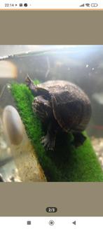 Musk schildpad, Dieren en Toebehoren, Reptielen en Amfibieën, Schildpad, 0 tot 2 jaar