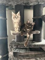 Maine Coon kittens, Meerdere dieren, Gechipt, 0 tot 2 jaar