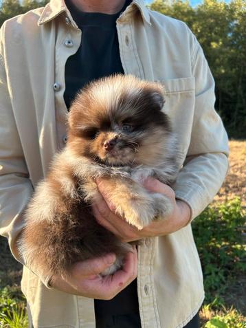 Pomerian merle ❤️🐶❤️ beschikbaar voor biedingen