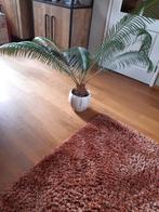 Kamerplant, Minder dan 100 cm, Palm, Ophalen, Groene kamerplant