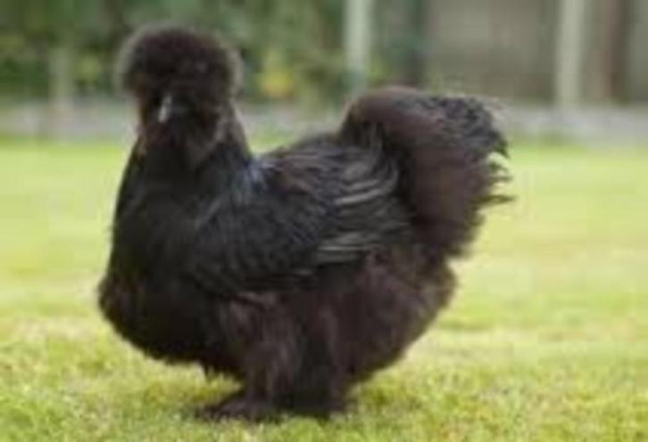 KNUFFELKIPPEN., Dieren en Toebehoren, Pluimvee, Kip, Vrouwelijk