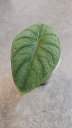 Alocasia Nebula Imperialis, Ophalen of Verzenden, Halfschaduw, Minder dan 100 cm