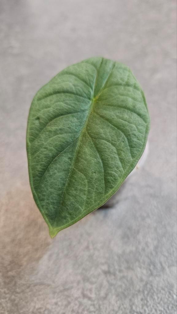 Alocasia Nebula Imperialis, Huis en Inrichting, Kamerplanten, Minder dan 100 cm, Halfschaduw, Ophalen of Verzenden