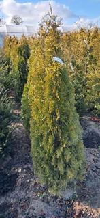 Thuja occidentalis Smaragd mooie sollitaire planten 150 cm, Ophalen, Conifeer, Haag, 100 tot 250 cm