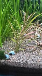 Cryptocoryne spiralis tiger (Aquarium plant), Ophalen of Verzenden, Nieuw, Plant(en), Steen of Hout