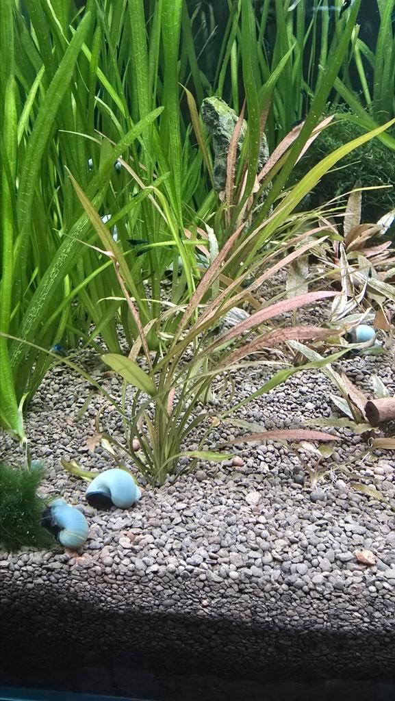 Cryptocoryne spiralis tiger (Aquarium plant), Dieren en Toebehoren, Vissen | Aquaria en Toebehoren, Nieuw, Plant(en), Steen of Hout