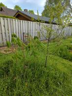 Wilde kastanje, Eiken en walnoten bomen, Tuin en Terras, Planten | Bomen, Ophalen