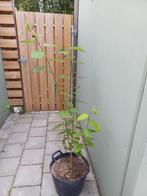 Boswilg ( Salix Caprea ), Tuin en Terras, Planten | Bomen, Ophalen, Overige soorten