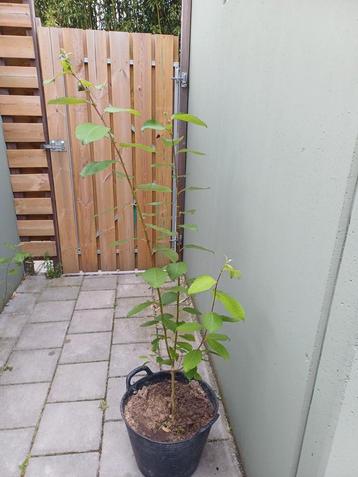 Boswilg ( Salix Caprea ) beschikbaar voor biedingen
