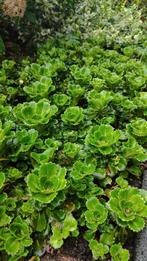 Saxifraga umbrosa (schilders verdriet), Ophalen, Bodembedekkers, Vaste plant, Halfschaduw