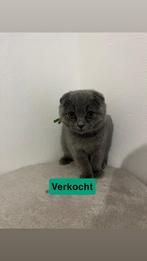 Britse korthaar/ Scottish fold kittens. Moeder ook te koop, Dieren en Toebehoren, Katten en Kittens | Raskatten | Korthaar, Meerdere dieren