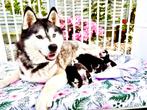 Blue Eyed Black & White Unique Siberian Husky Champion Puppy, Nederland, Rabiës (hondsdolheid), Overige rassen, 8 tot 15 weken