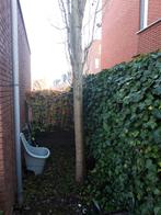 openhaard hout gratis, Tuin en Terras, Haardhout, Minder dan 3 m³, Ophalen, Stammen