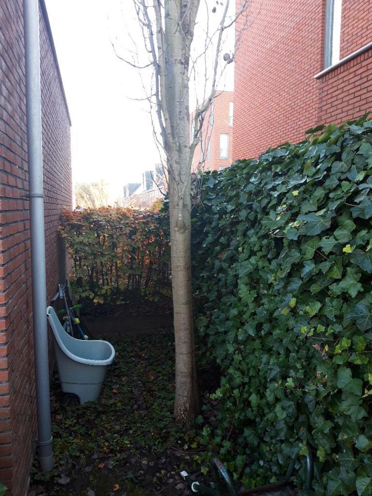 openhaard hout gratis, Tuin en Terras, Haardhout, Stammen, Minder dan 3 m³, Ophalen