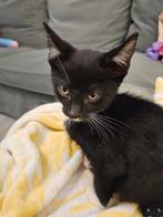 1 kitten mix bengaal, Dieren en Toebehoren, Katten en Kittens | Overige Katten, Meerdere dieren, Kortharig, 0 tot 2 jaar