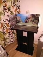 54 liter aquarium, 60 cm buiten filter, deksel, lamp,standaa, Dieren en Toebehoren, Vissen | Aquaria en Toebehoren, Ophalen, Zo goed als nieuw