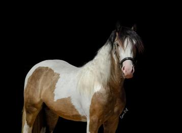Mooie valkbonte hengst met halve maanoog voor dekking.  beschikbaar voor biedingen