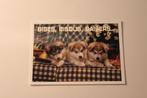 Honden Postkaart - 3 Alaska Malamute Pups, Sledehond France, Verzamelen, Ansichtkaarten | Dieren, Ongelopen, Verzenden, 1980 tot heden