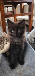 Lief kitten. Noorse Boskat. Mag nu verhuizen., Dieren en Toebehoren, Poes, Ontwormd