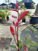 Photinia Fraseri Red Robin, Tuin en Terras, Ophalen, Overige soorten, Struik, 100 tot 250 cm