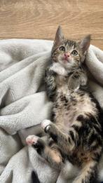 Lieve kittens zoeken gouden mandje, Dieren en Toebehoren, Katten en Kittens | Overige Katten, Meerdere dieren, Kortharig, 0 tot 2 jaar