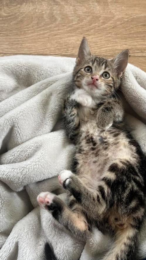 Lieve kittens zoeken gouden mandje, Dieren en Toebehoren, Katten en Kittens | Overige Katten, Kortharig, Meerdere dieren, 0 tot 2 jaar