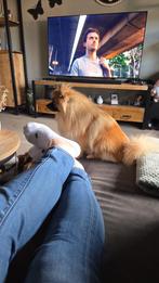 Dekreu aangeboden pomsie, Dieren en Toebehoren, Rabiës (hondsdolheid), Reu, 1 tot 2 jaar, Eén hond