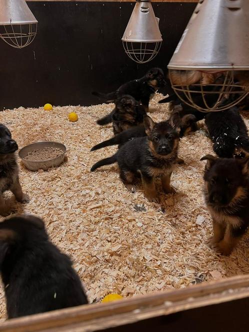 Schitterende, zeer vrije en sociale pups van hobby fokker, Dieren en Toebehoren, Honden | Herdershonden en Veedrijvers, Meerdere dieren