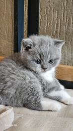 Brits korthaar kittens MET stamboom, Dieren en Toebehoren, Katten en Kittens | Raskatten | Korthaar, Poes, Met stamboom
