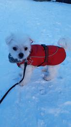 Hondenjasje klein, Ophalen of Verzenden, Hondenjas