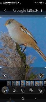 Gezocht baardmannetje pop, Vrouwelijk, Tropenvogel