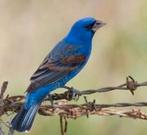 Gevraagd NA Blauwe Bisschop, Dieren en Toebehoren, Vogels | Overige Vogels, Mannelijk