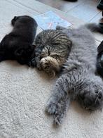 Schattige Britse Korthaar ,Scottish Fold kittens 4 maanden, Meerdere dieren, 0 tot 2 jaar
