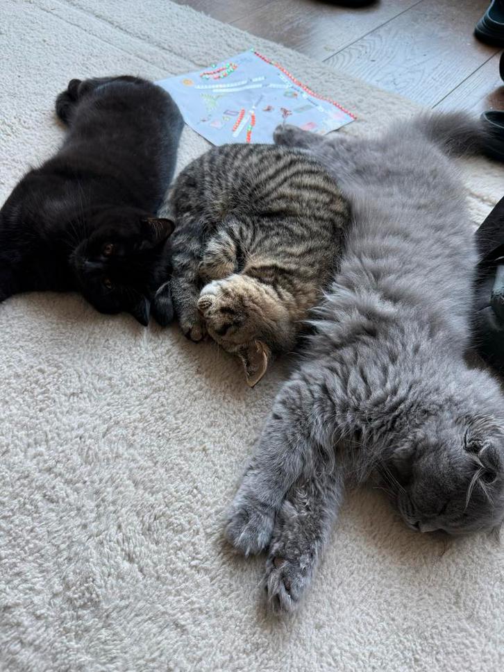 Schattige Britse Korthaar ,Scottish Fold kittens 4 maanden, Dieren en Toebehoren, Katten en Kittens | Overige Katten, Meerdere dieren