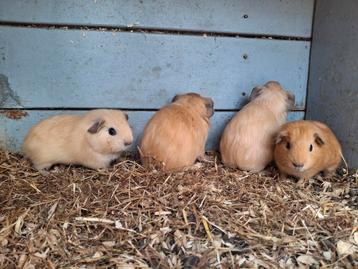Vier lieve cavia beertjes beschikbaar voor biedingen