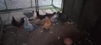 Diverse jonge kriel hanen en hennen, Dieren en Toebehoren, Pluimvee, Meerdere dieren, Kip