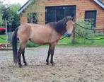 Lieve pony Spoed, Dieren en Toebehoren, Pony's, Merrie, 3 tot 6 jaar, C pony (1.27m tot 1.37m), Gechipt