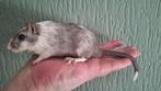 Gerbils, Dieren en Toebehoren, Mannelijk, Mei, Overige typen, Tam