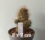 Cactussen en zaden te koop, Ophalen of Verzenden, Overige soorten, Minder dan 100 cm