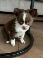 Langharig chihuahua teefje, Dieren en Toebehoren, 8 tot 15 weken, Teef, Eén hond, Chihuahua