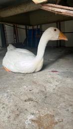 gans tekoop, Dieren en Toebehoren, Pluimvee, Meerdere dieren, Eend