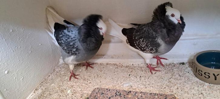 Te koop sierduiven Oudhollands kapucijnen duiven, Dieren en Toebehoren, Vogels | Duiven, Overige soorten, Meerdere dieren