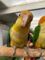 Baby Caique´s | Roestkop | getest | Handtam | Nieuwsgierig, Dieren en Toebehoren, Vogels | Parkieten en Papegaaien, Meerdere dieren