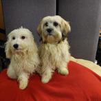 sinterklaas kado : boomer pups  (2 teefjes ), Dieren en Toebehoren, Honden | Chihuahua's en Gezelschapshonden, Maltezer, Nederland