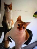 Te koop, Dieren en Toebehoren, Katten en Kittens | Raskatten | Korthaar, Poes, Gechipt, 6 jaar of ouder