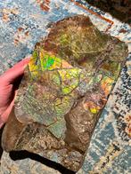 Ammolite/ammoliet zeer zeldzaam geopaliseerd ammonietfossiel, Ophalen of Verzenden, Fossiel