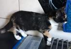 Lieve kittens, ontvlooit en ontwormt. Kattenbak zindelijk., Dieren en Toebehoren, Katten en Kittens | Overige Katten, Kater