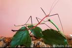 Nimfjes en eitjes Lonchodiodes  SP illocos, Dieren en Toebehoren, Insecten en Spinnen, Wandelende tak